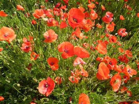 Poppy Blooms